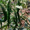 Chili Pepper - Image 4