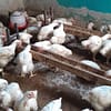Broilers - Image 2
