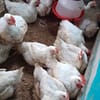 Broilers - Image 3