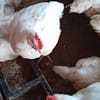 Broilers - Image 4
