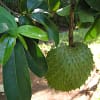 Soursop Seeds - Image 3