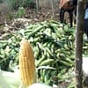 Sweet Corn - Image 3