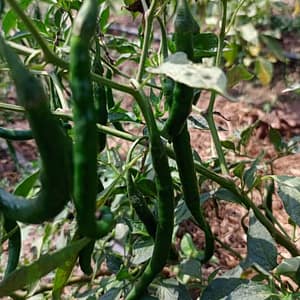 Green Chili Pepper