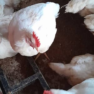 Broilers
