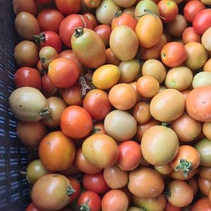 Tomatoes