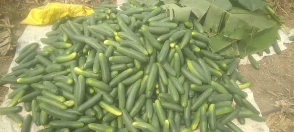 Cucumber