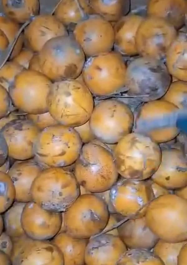 Agbalumo(Cherry)